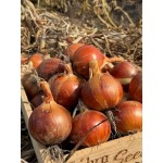005 F1 семена раннего лука 250000 семян, Libra Seeds, Италия